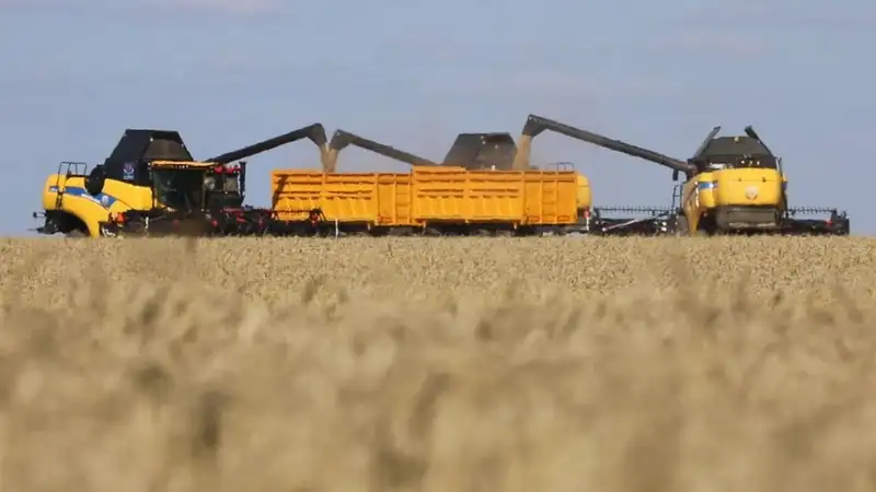 Ақмола облысында орақ науқаны аяқталуға жақын