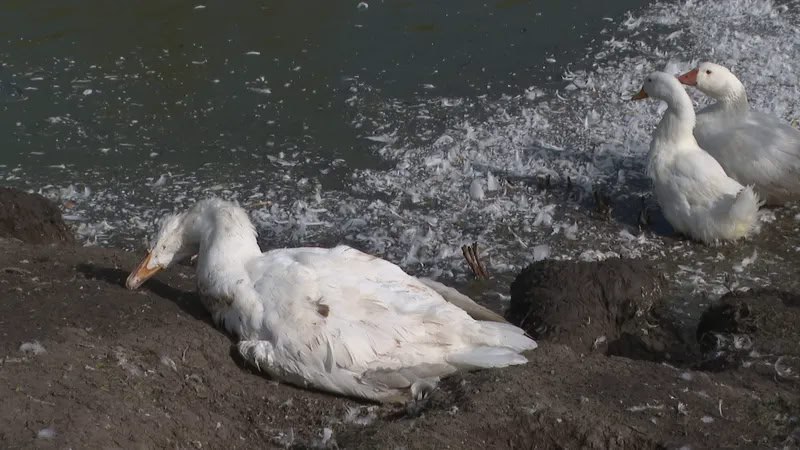 Солтүстік Қазақстан мен Павлодар облыстарында белгісіз дерт құсты қырып жатыр