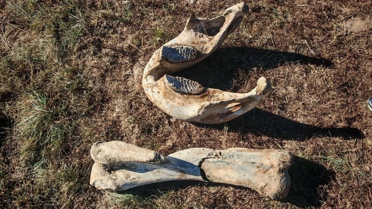 Ақмола облысынан мамонттың сүйектері табылды