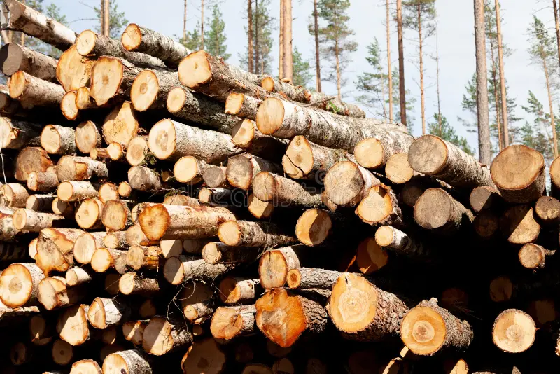 «Семей орманы» резерватында бұрын сотталған адамдар жұмыс істегені анықталды