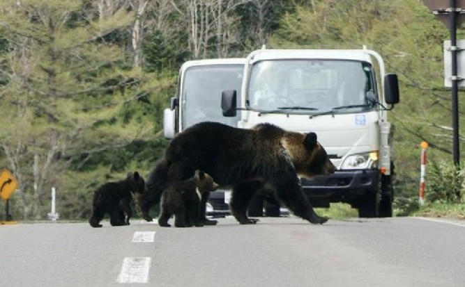 Жапонияда аю шабуылдарына қарсы әскери күш жұмылдырылды