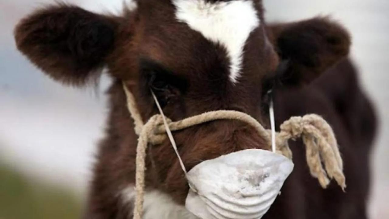 Солтүстік Қазақстанда малға екпе жасалды деп жалған есеп берген: 10 мың бастың вакцинациясы қағаз жүзінде жүргізілген